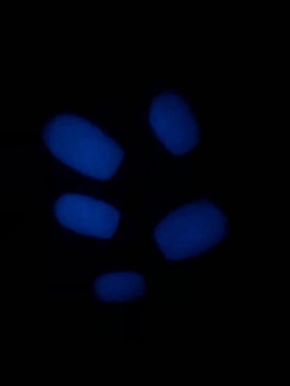 Blue Curacao - Dip Powder - Double Dipp'd Dip Powder
